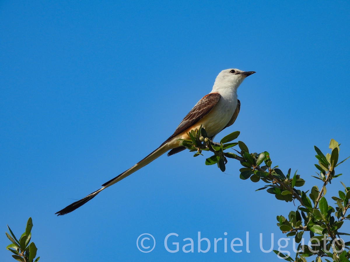 Scissor-tailed Flycatcher - ML637574941