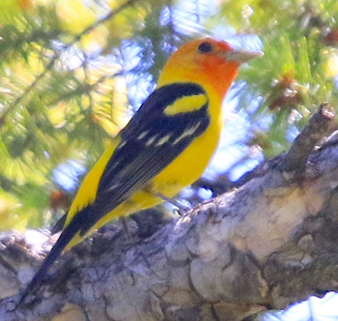 ニシフウキンチョウ - ML637574996