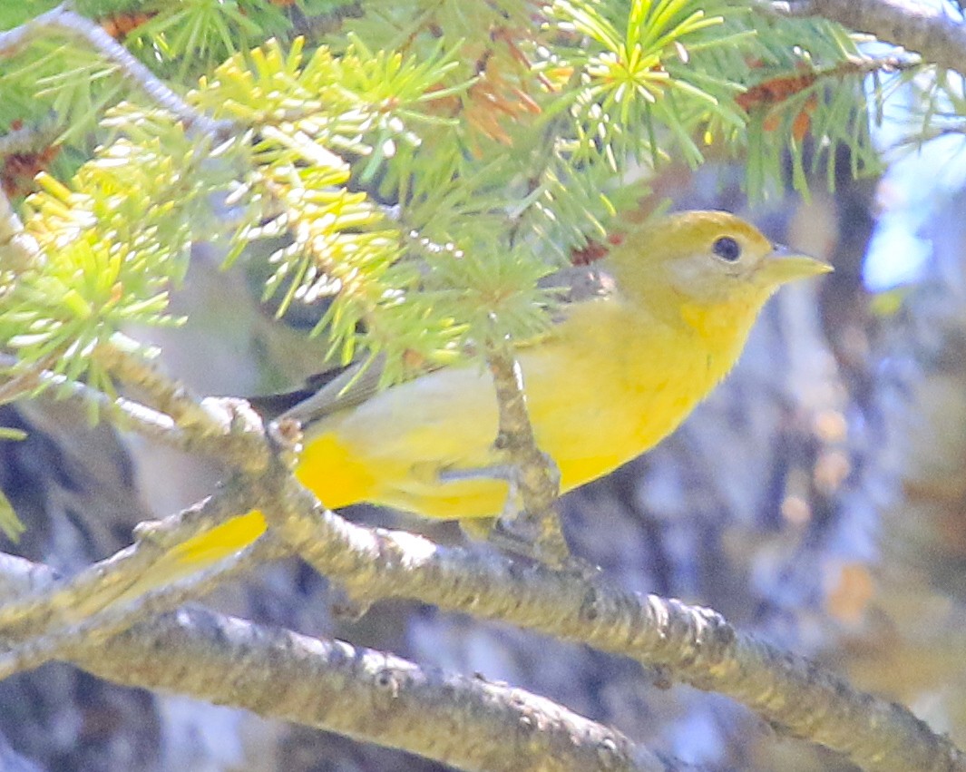 ニシフウキンチョウ - ML637574998