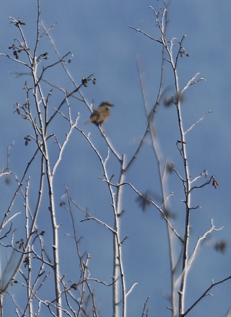 Song Sparrow - ML637575006