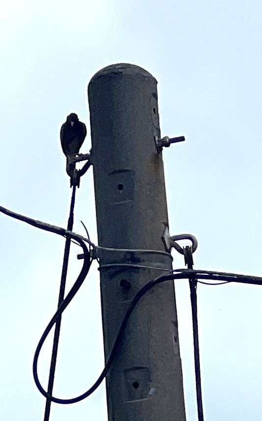 Common Myna - ML637575011