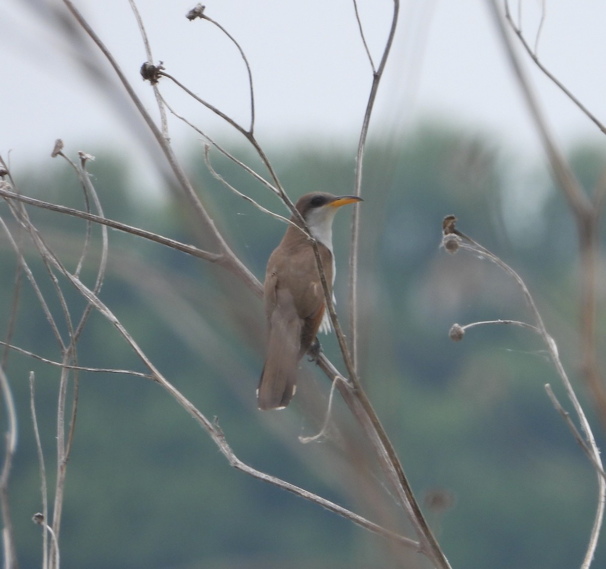 Yellow-billed Cuckoo - ML637575012