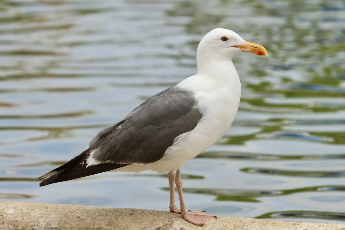 Western Gull - ML637575015