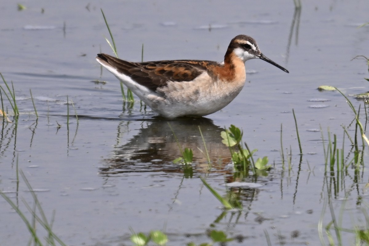 Wilson's Phalarope - ML637575017