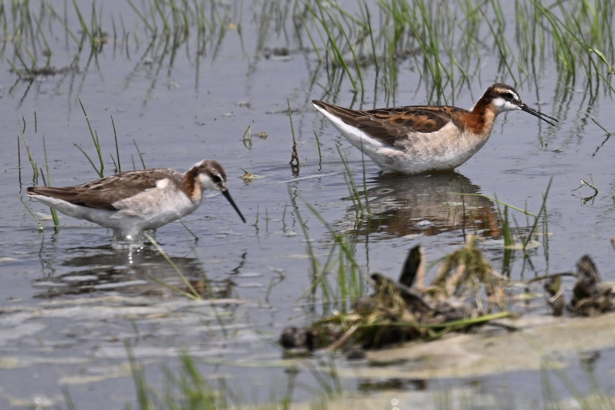 Wilson's Phalarope - ML637575018