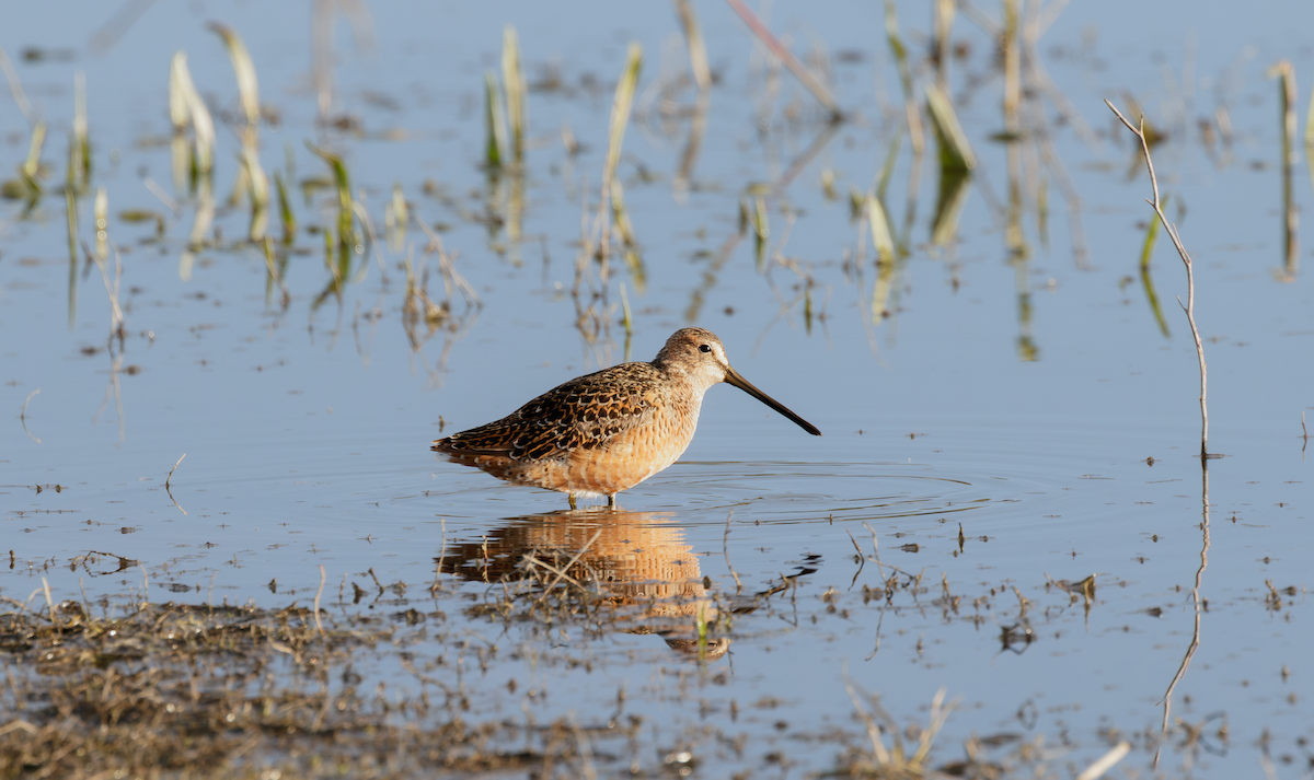 Long-billed Dowitcher - ML637575019