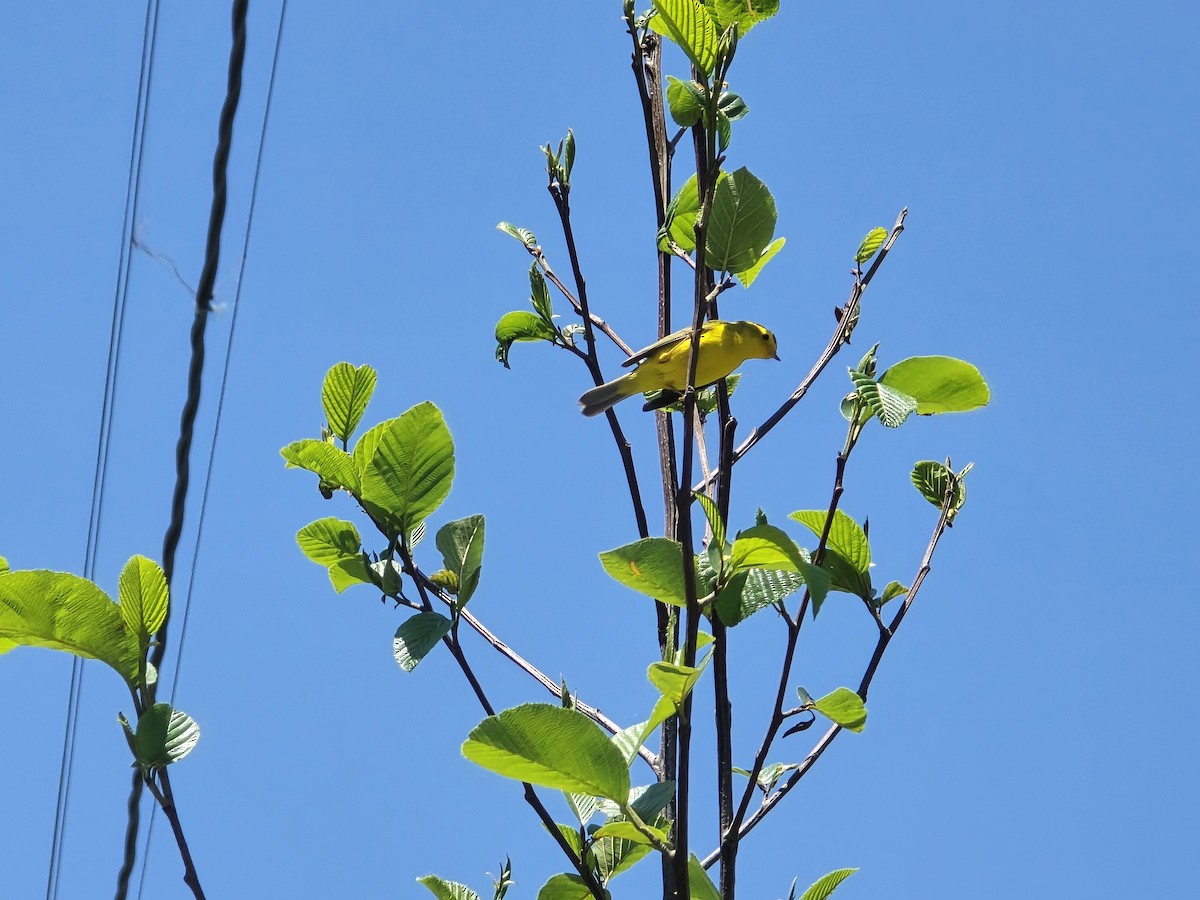 Wilson's Warbler - ML637575024