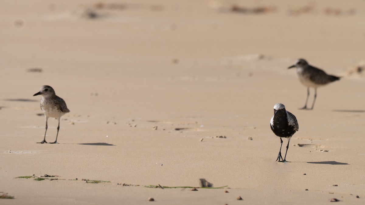 Black-bellied Plover - ML637575026