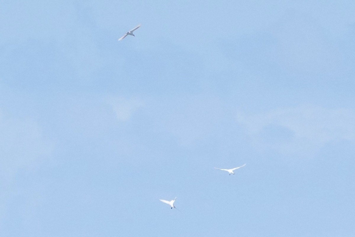 Red-tailed Tropicbird - ML637575034