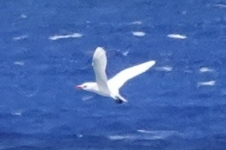 Red-tailed Tropicbird - ML637575035