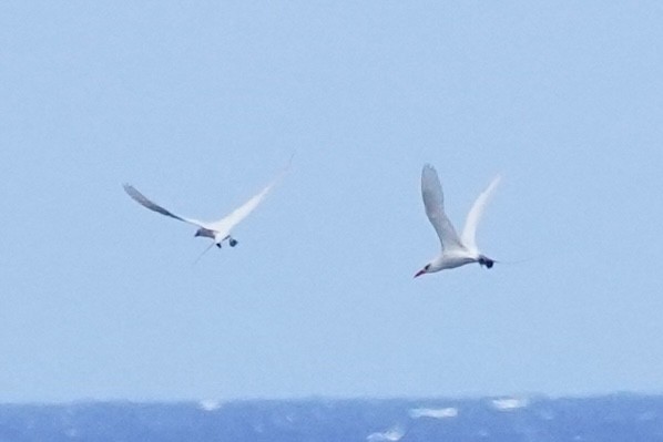Red-tailed Tropicbird - ML637575036