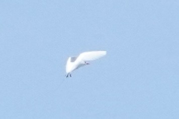 Red-tailed Tropicbird - ML637575037
