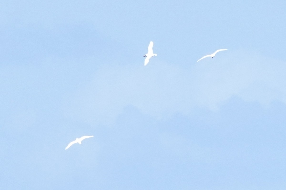 Red-tailed Tropicbird - ML637575038
