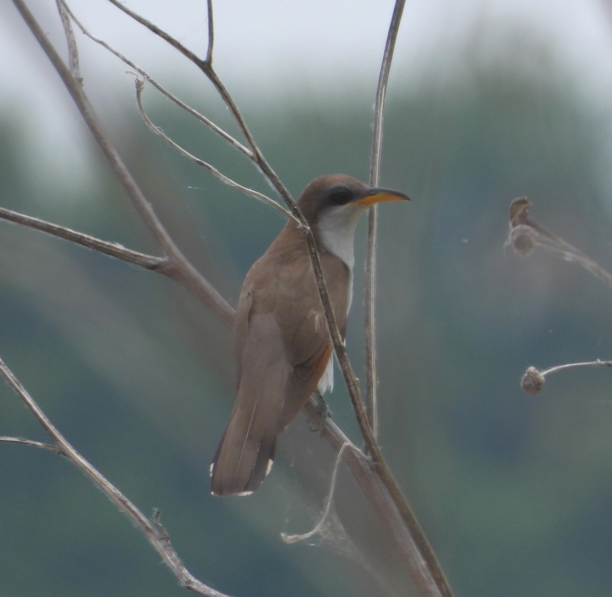Yellow-billed Cuckoo - ML637575040