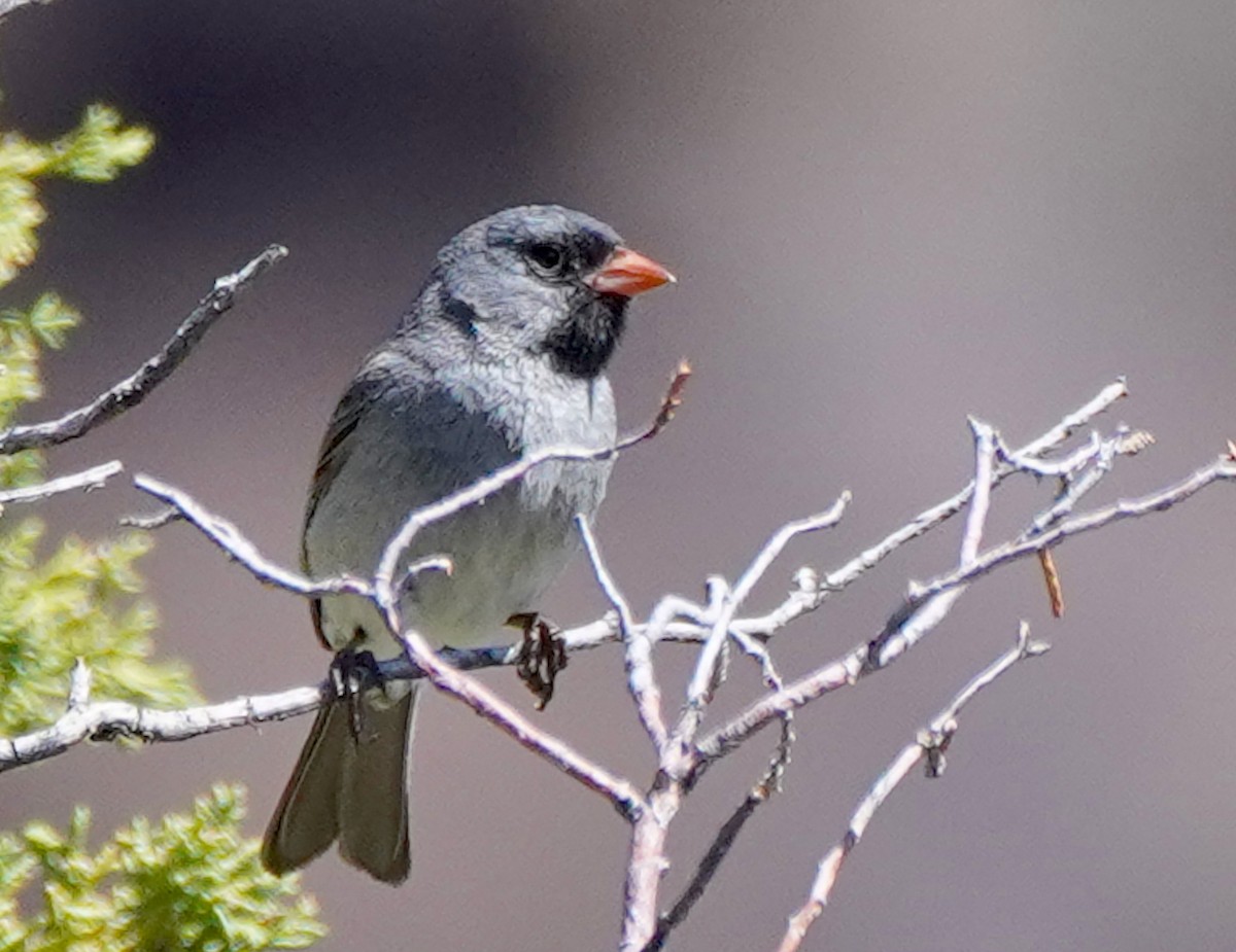 Black-chinned Sparrow - ML637575041