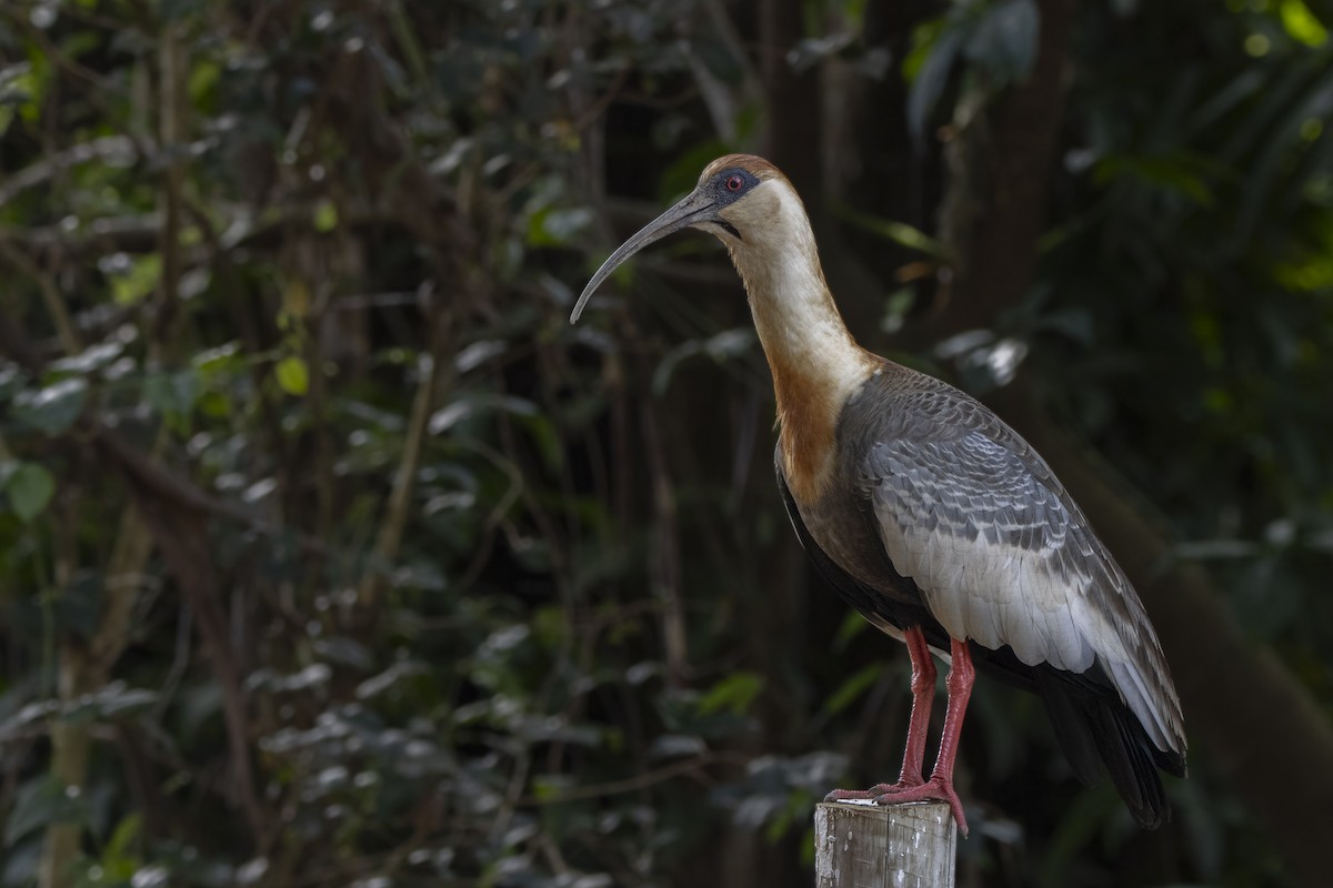 Buff-necked Ibis - ML637575044