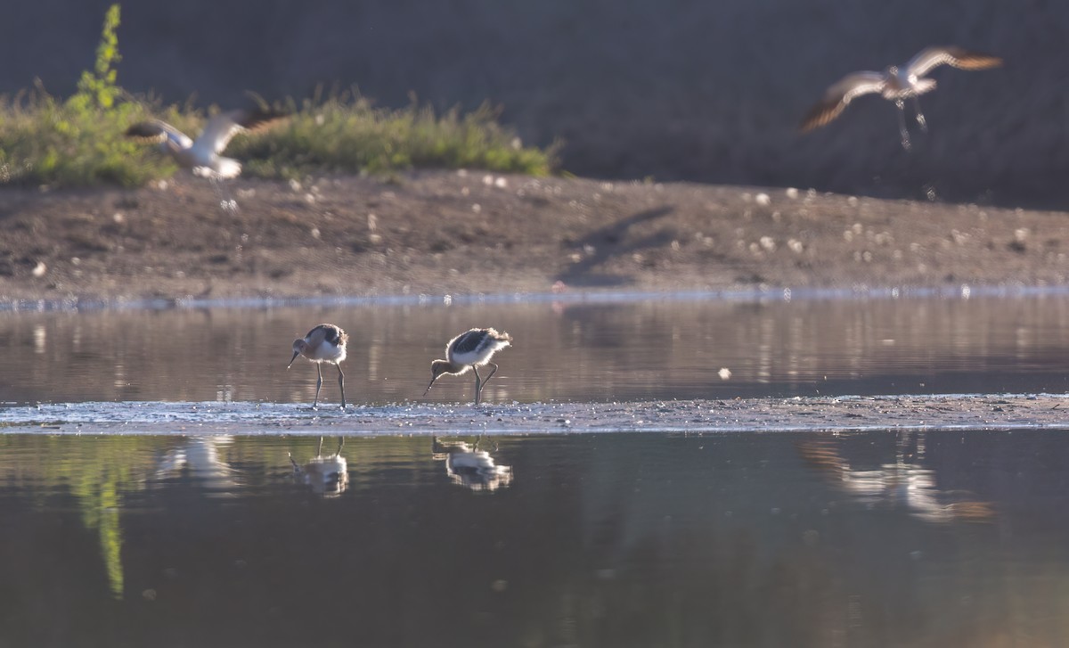 American Avocet - ML637575045