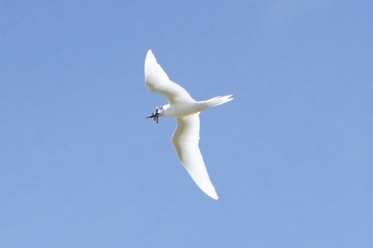 White Tern - ML637575049