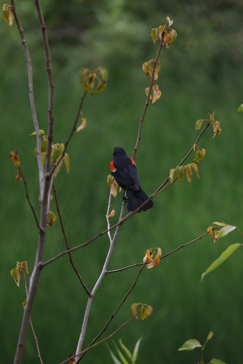 Red-winged Blackbird - ML637575064
