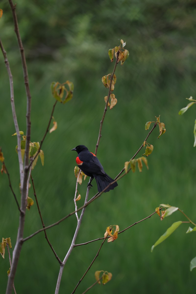 Red-winged Blackbird - ML637575065