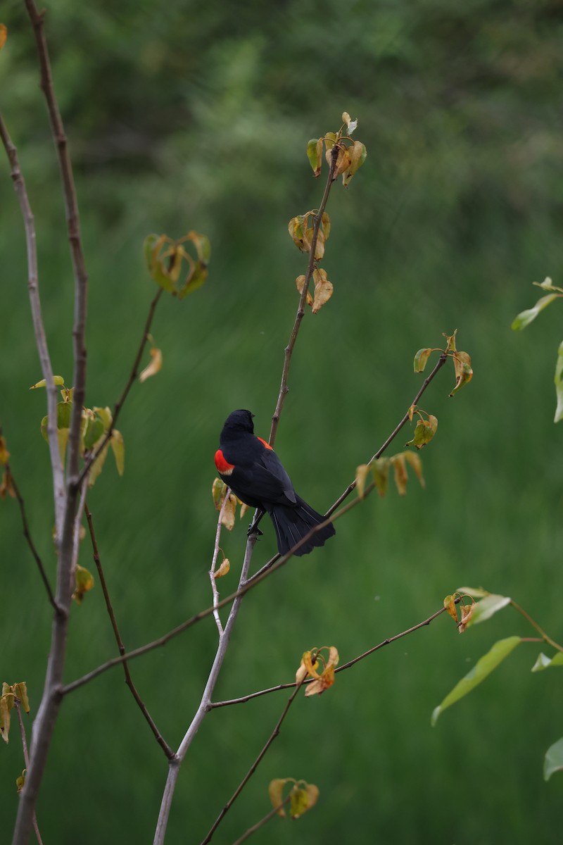 Red-winged Blackbird - ML637575066
