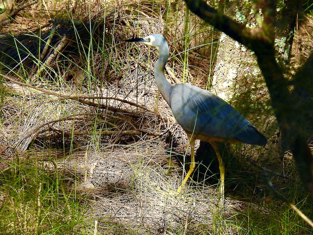 White-faced Heron - ML637575069