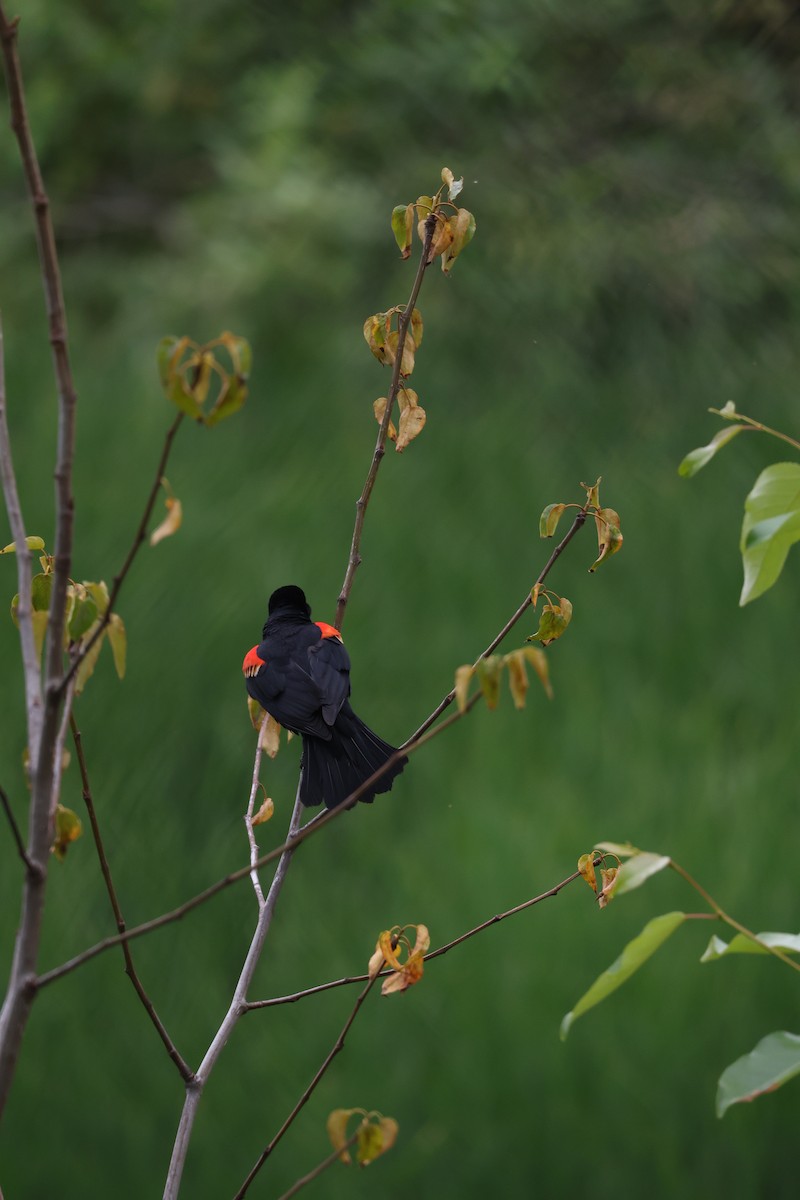 Red-winged Blackbird - ML637575071