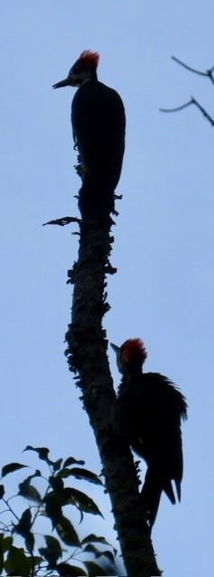 Pileated Woodpecker - ML637575074