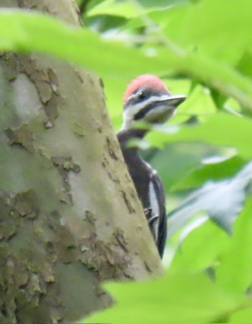Pileated Woodpecker - ML637575075