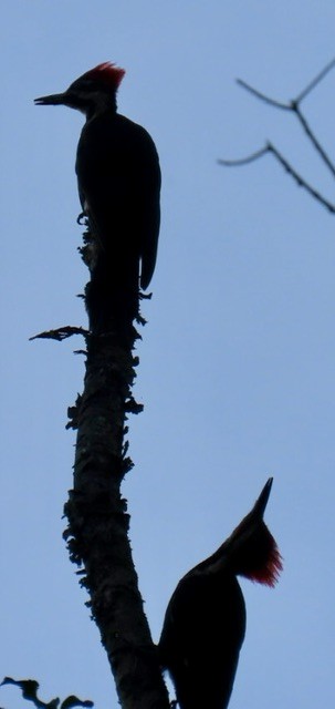 Pileated Woodpecker - ML637575076