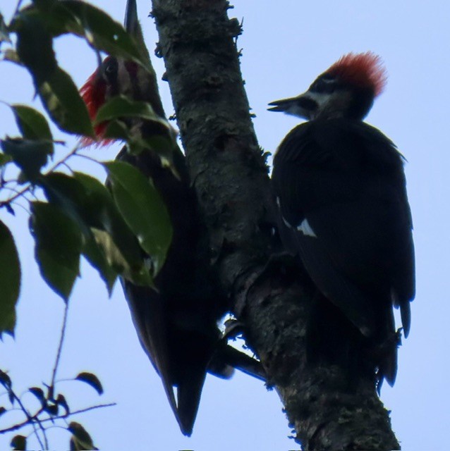 Pileated Woodpecker - ML637575077