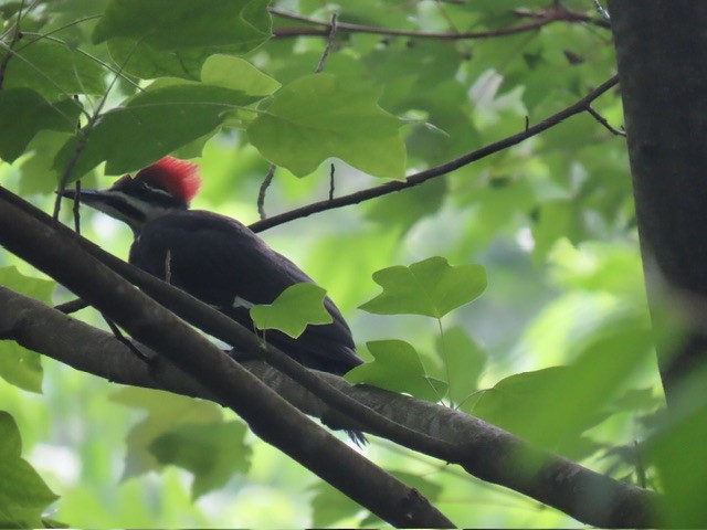 Pileated Woodpecker - ML637575078