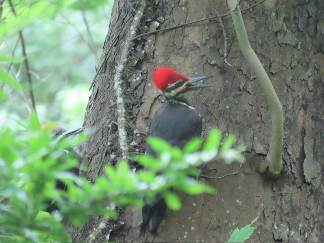 Pileated Woodpecker - ML637575079