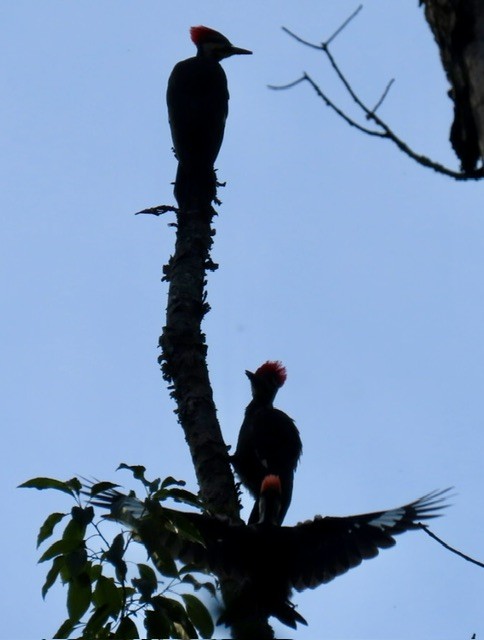 Pileated Woodpecker - ML637575080