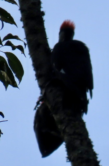 Pileated Woodpecker - ML637575081