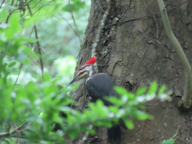 Pileated Woodpecker - ML637575082