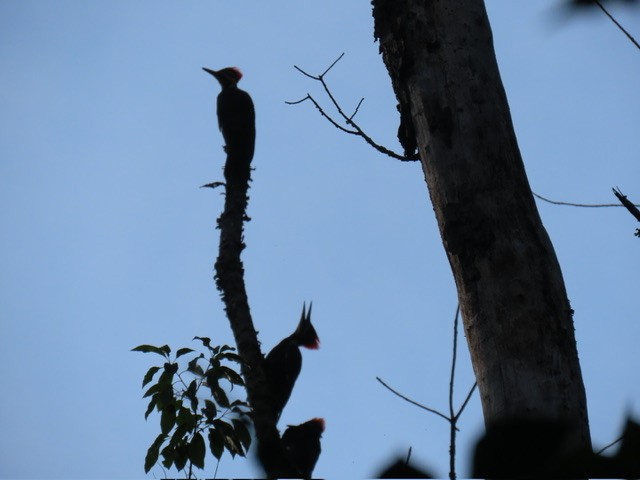 Pileated Woodpecker - ML637575083