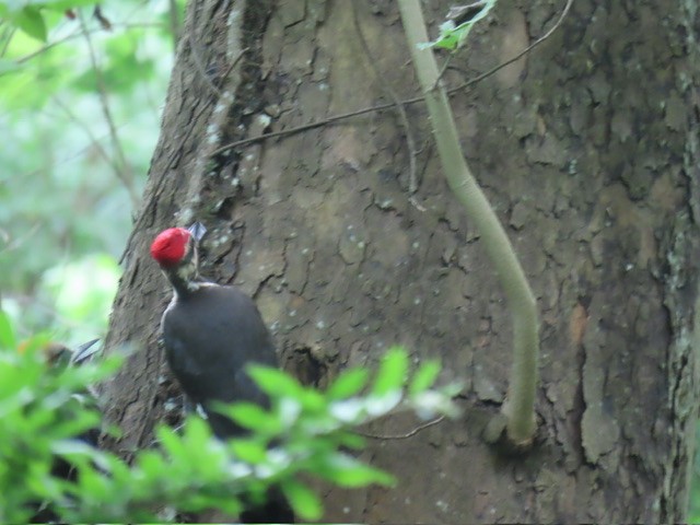 Pileated Woodpecker - ML637575084