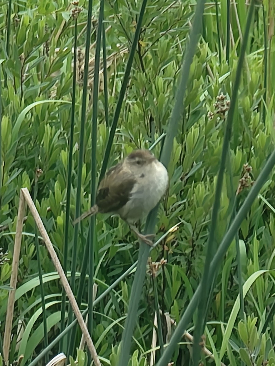 Marsh Wren - ML637575085