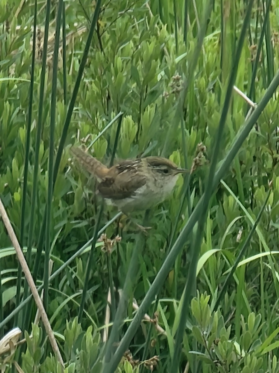 Marsh Wren - ML637575086