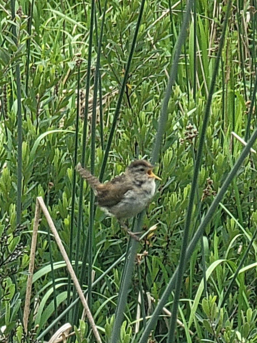 Marsh Wren - ML637575087
