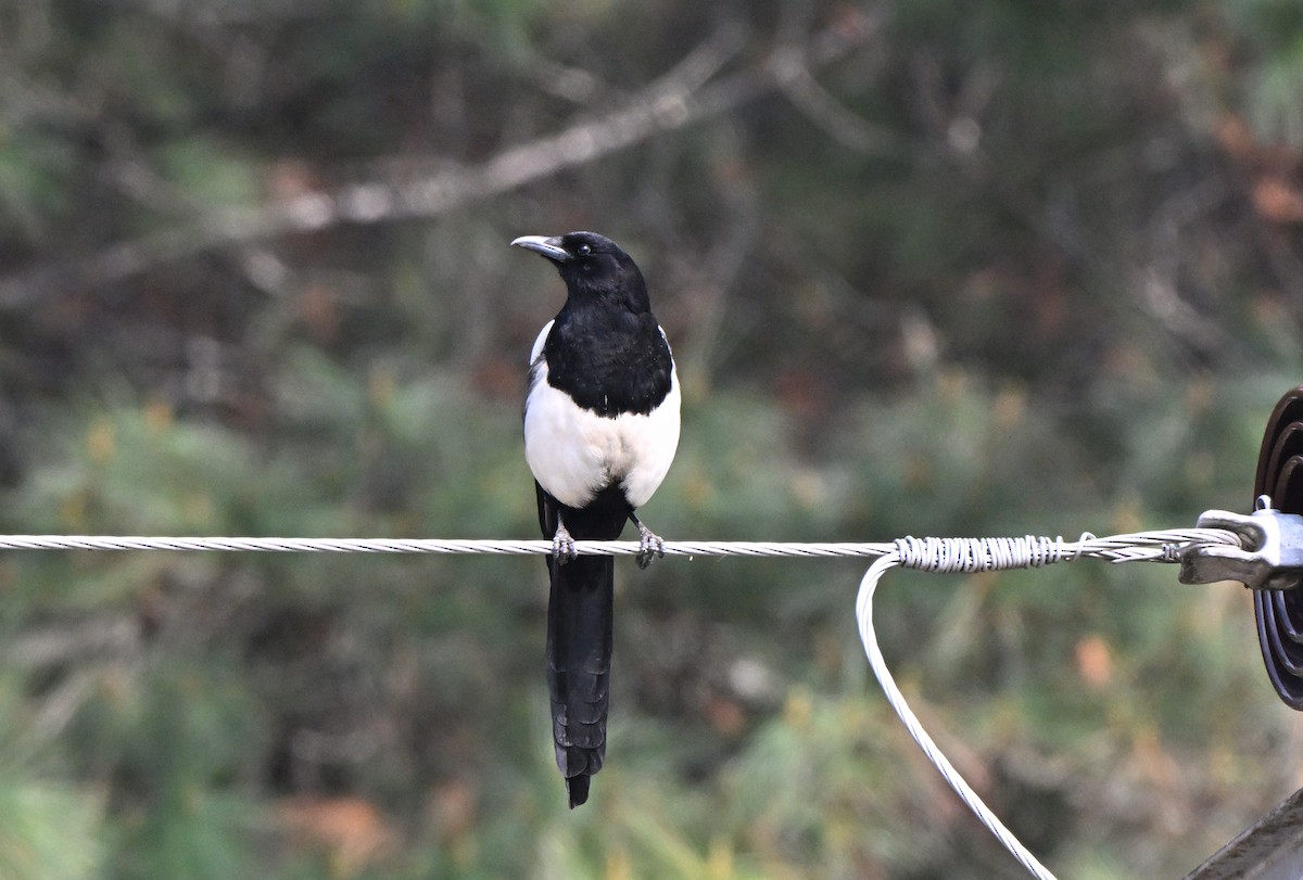 Black-rumped Magpie - ML637575088