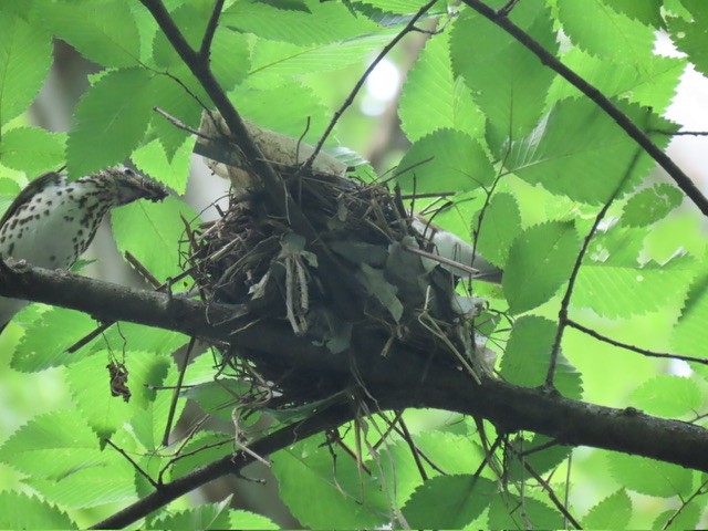 Wood Thrush - ML637575091