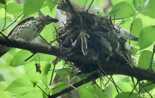 Wood Thrush - ML637575092