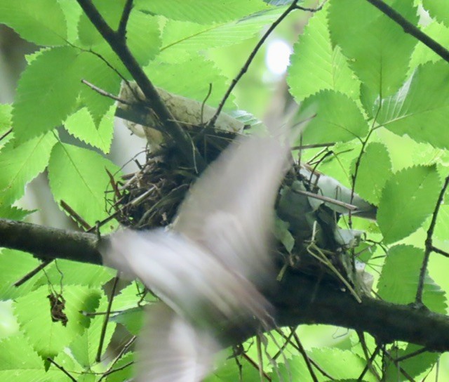 Wood Thrush - ML637575093