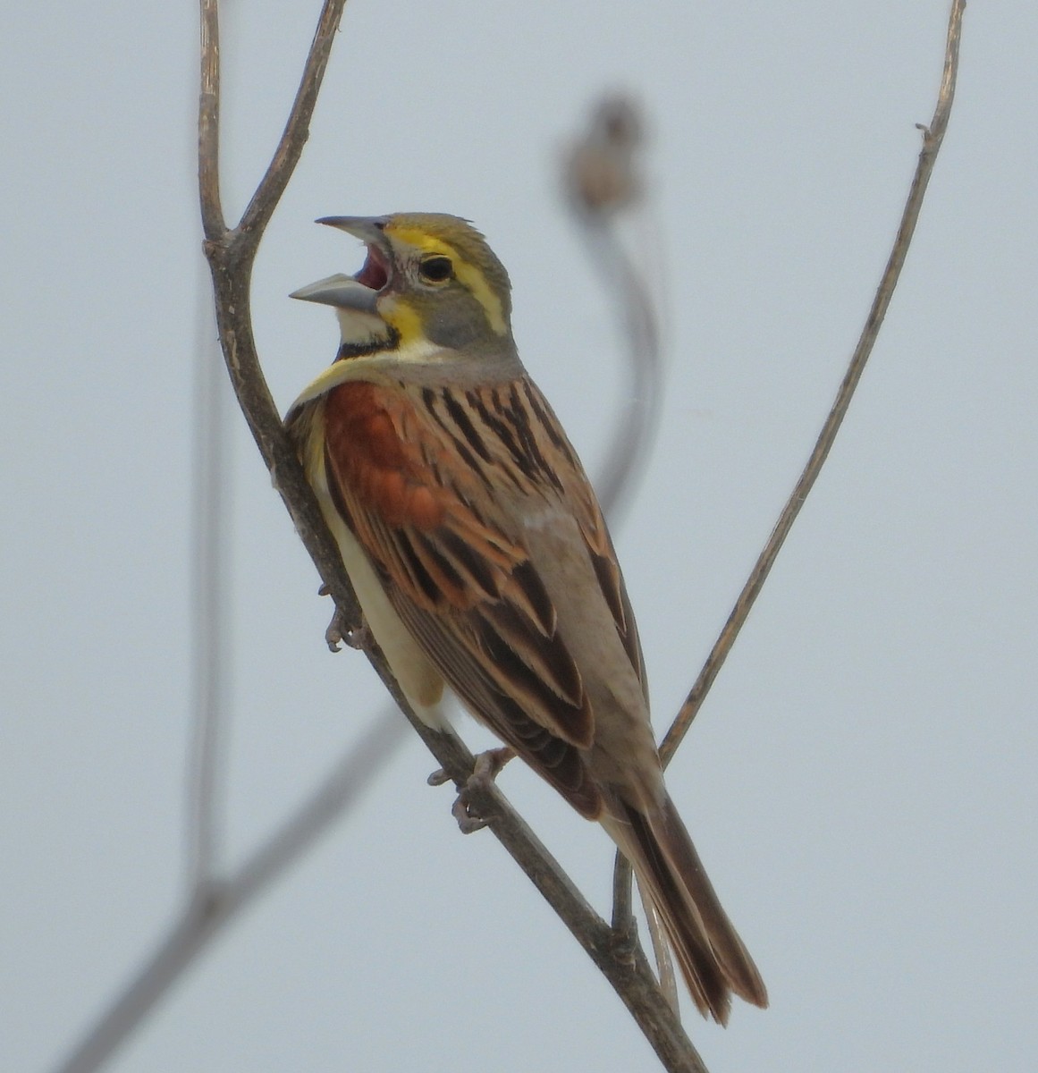 Dickcissel - ML637575100
