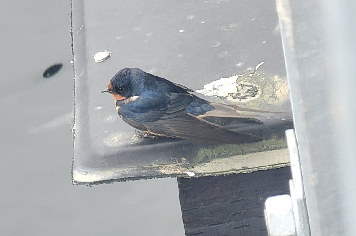 Barn Swallow - ML637575107