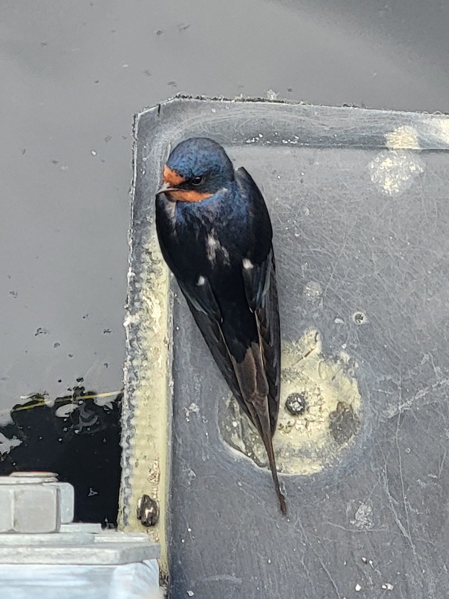 Barn Swallow - ML637575108