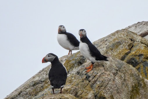 Atlantic Puffin - ML637575134