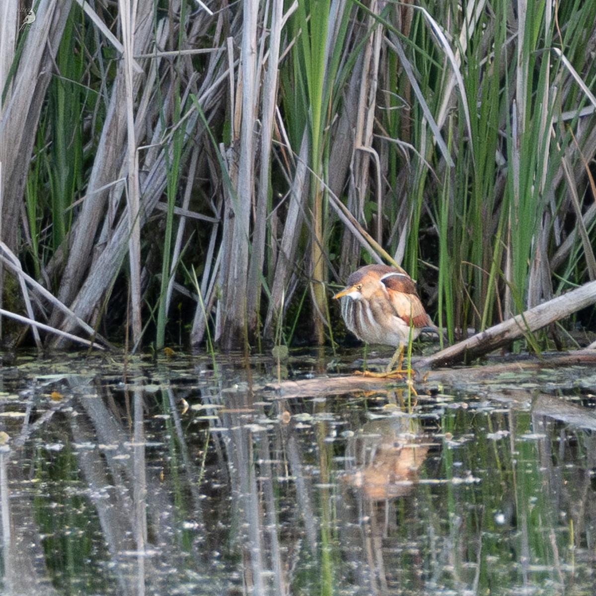 Least Bittern - ML637575150
